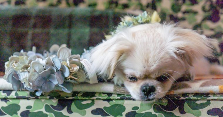 new!🐕‍🦺有馬温泉街にあるFISH HOUSE CAFE ＋ 木漏れ日の森PHOTO ワンコ撮影イベント📢『THE  DOG PHOT SESSION』可愛い愛犬のポスターを作成いたします ◡̈♥︎